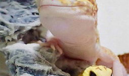 壁虎视频,探索未知世界的视觉盛宴